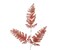 Winter Wonderland Cedar Spray - 26.5 Inches of Pink Snow-Kissed Elegance-XS221615